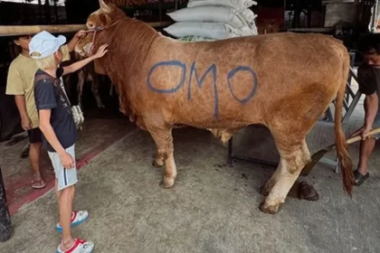 Omo Kucrut Bersyukur Bisa Kurban Sapi