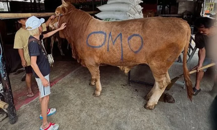 Omo Kucrut Bersyukur Bisa Kurban Sapi Omo Kucrut Bersyukur Bisa Kurban Sapi