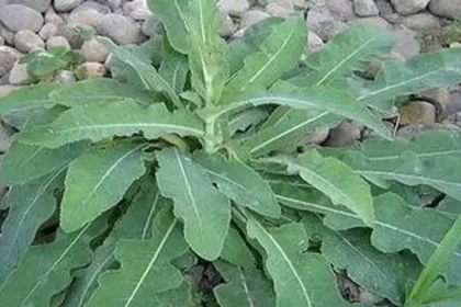 Rahasia Daun Tempuyung: Obat Alami yang Ampuh Lawan Batu Ginjal dan Asam Urat