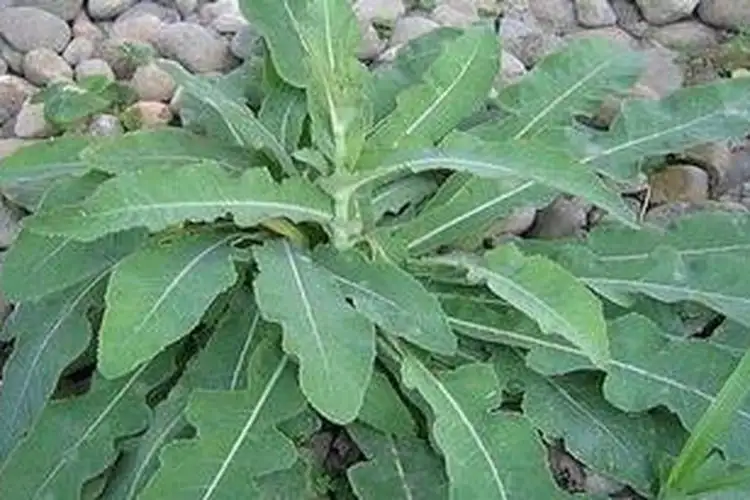 Rahasia Daun Tempuyung: Obat Alami yang Ampuh Lawan Batu Ginjal dan Asam Urat