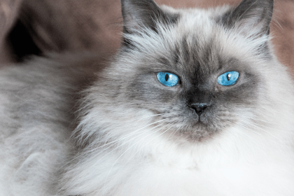 Kucing Himalaya: Karakteristik, Perawatan, dan Fakta Menarik