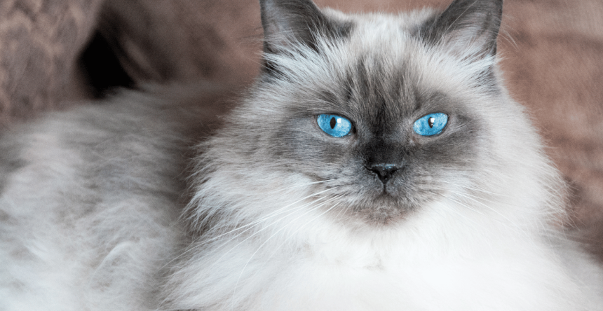 Kucing Himalaya: Karakteristik, Perawatan, dan Fakta Menarik