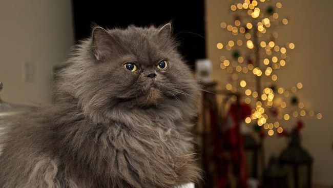 Kucing Himalaya: Karakteristik, Perawatan, dan Fakta Menarik